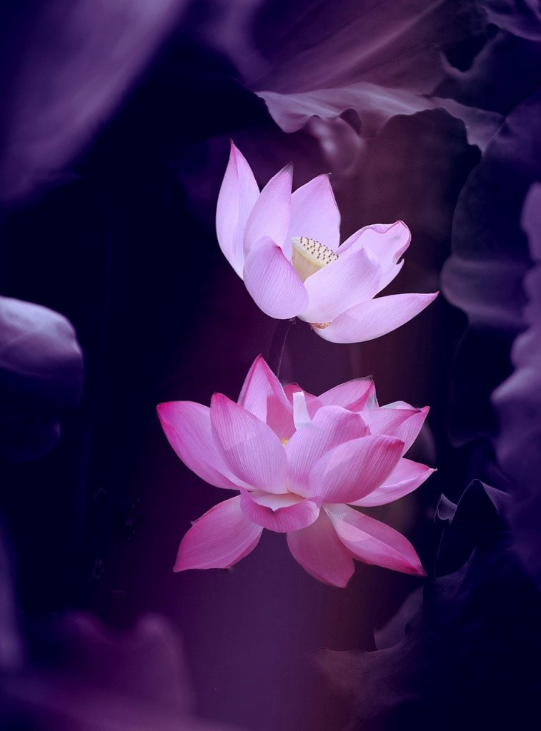 lotus, flower, nature